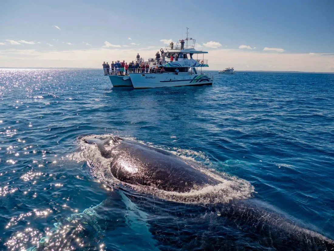 Whale watching
