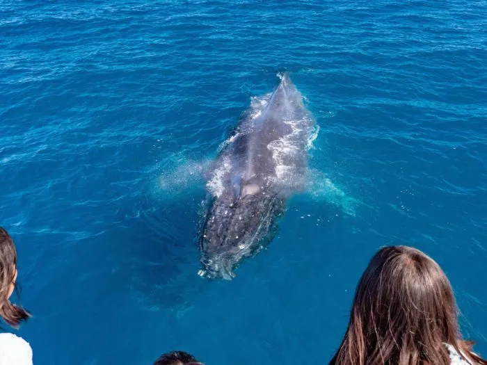 Whale watching