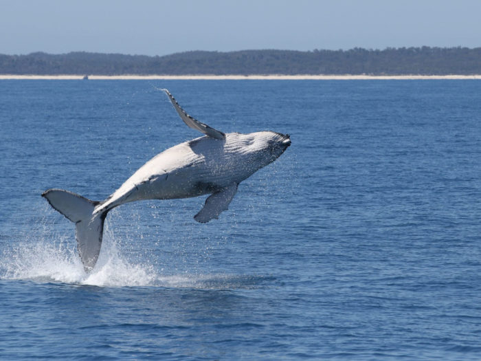 Whale breaching in waters near Hervey Bay