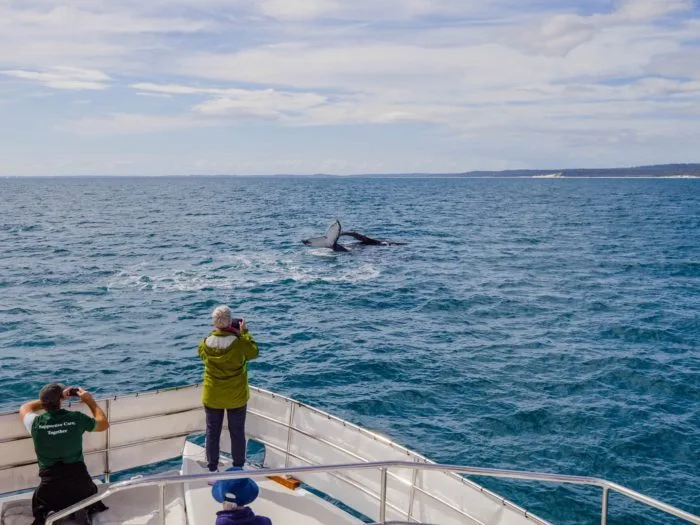Whale watching cruise to Platypus Bay and Great Sandy Straits Marine Park