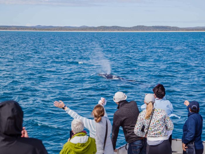 Whale watching cruise to Platypus Bay and Great Sandy Straits Marine Park