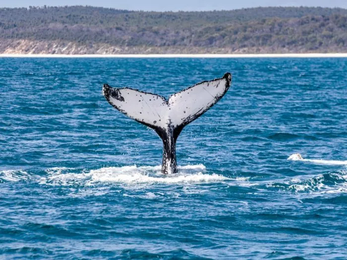 Whale watching cruise to Platypus Bay and Great Sandy Straits Marine Park