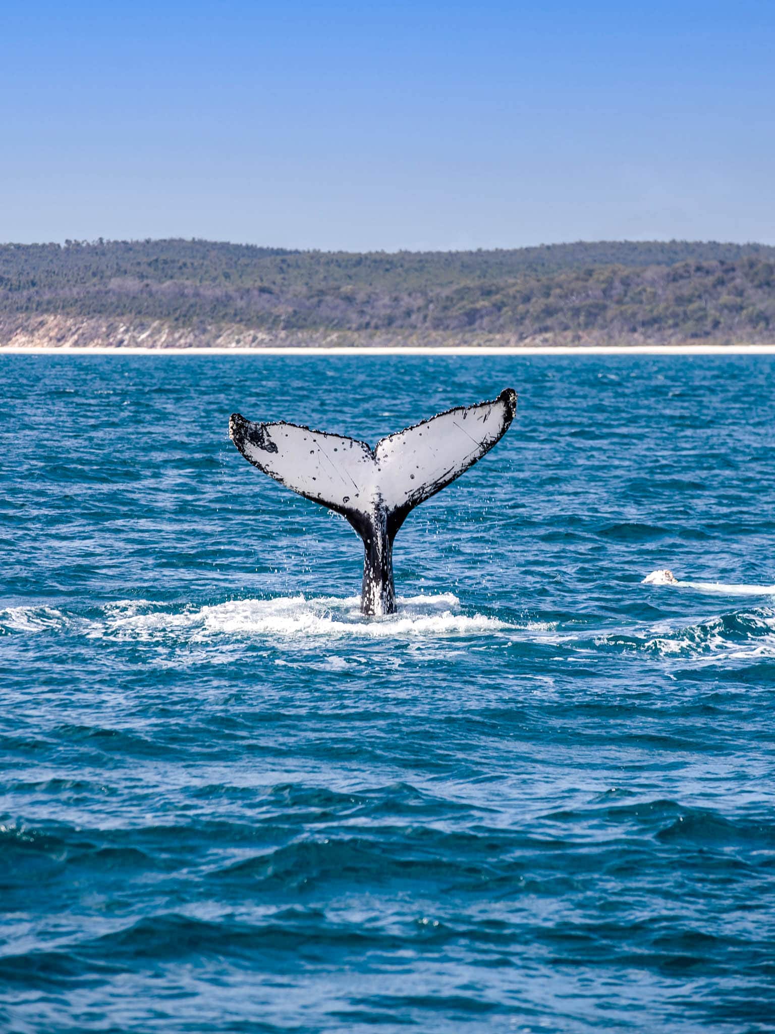Whale watching cruise to Platypus Bay and Great Sandy Straits Marine Park
