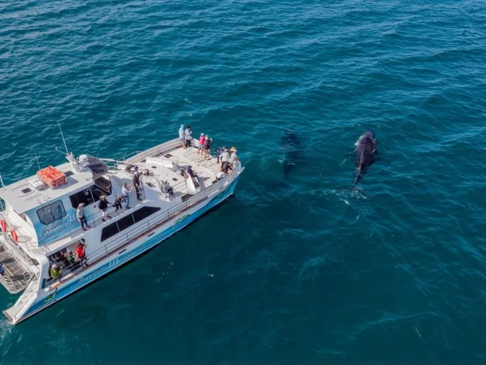 Whale watching cruise to Platypus Bay and Great Sandy Straits Marine Park