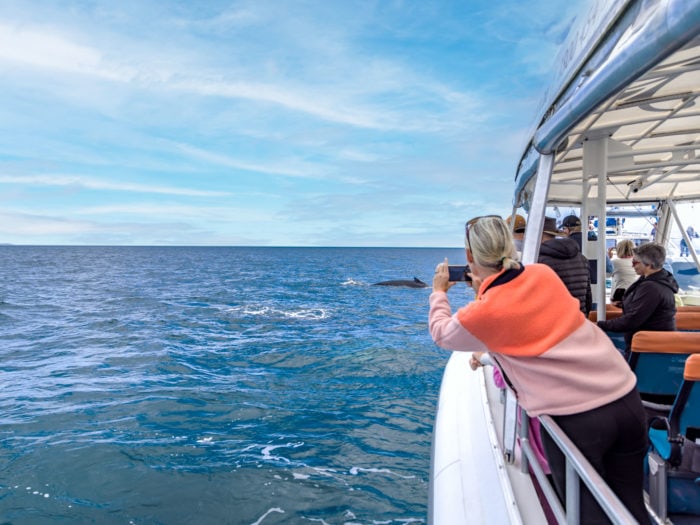 Whale watching day tours to see the humpback whales near Hervey Bay